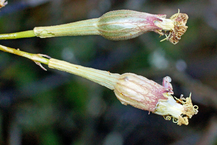 Silene nodulosa